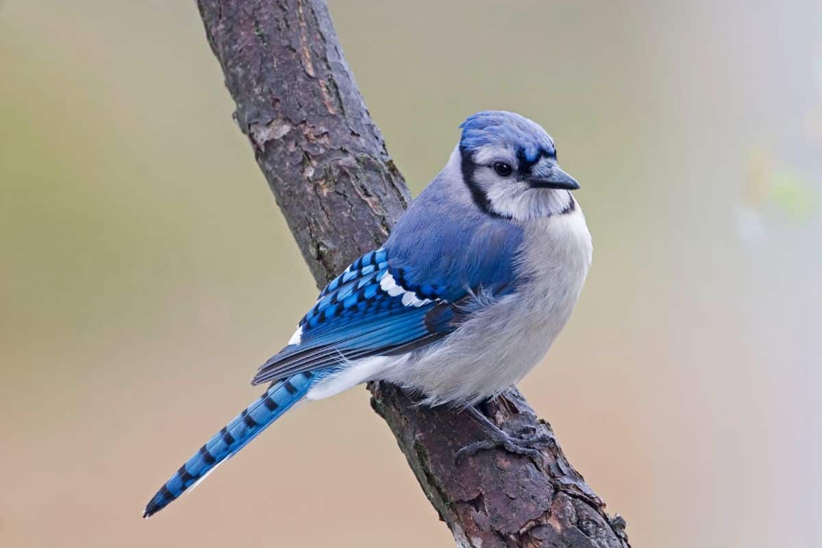 A beautiful Blue Jay perched on a tree branch.