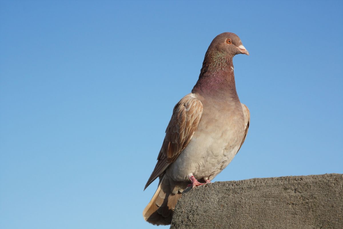 A beautiful Carrier Pigeon on a concrete curb.