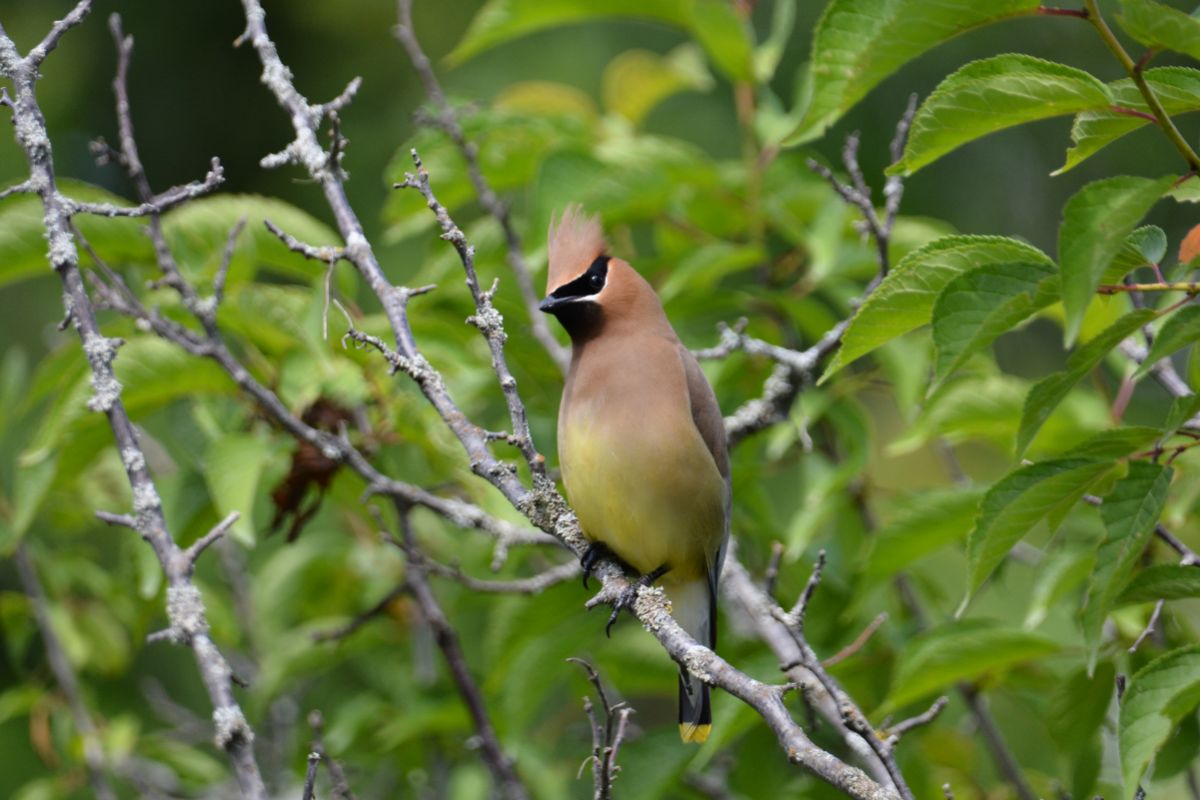 A beautiful Cedar Waxwing perched on a branch.