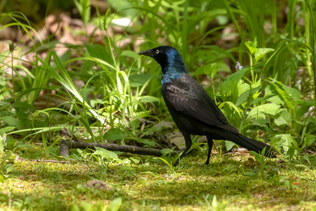 A beautiful Common Grackle standing on the ground in the forest.