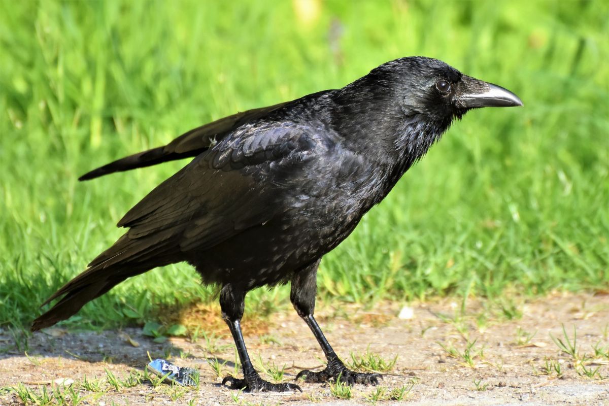 A beautiful Crow standing on the ground.