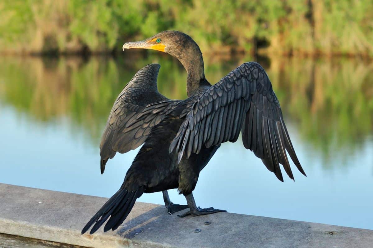 A beautiful Double-Crested Cormorant standing on a concrete railing.