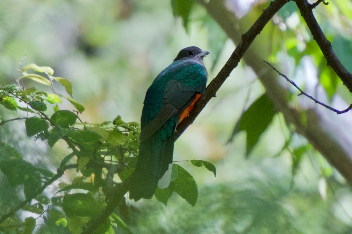 A beautiful Eared Trogon perched on a branch.