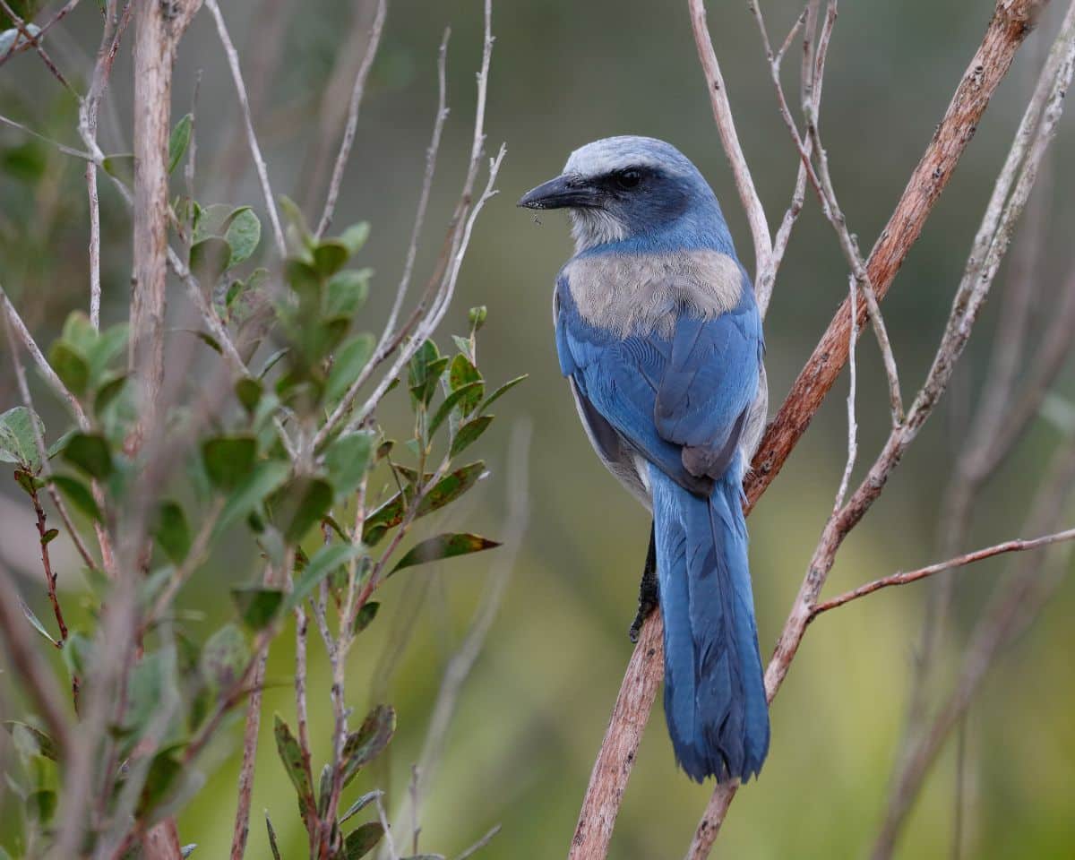 A beautiful Cerulean Warbler perched on a shrub.