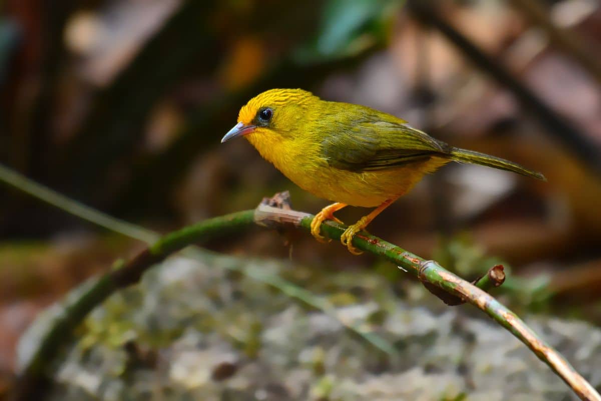 A cute Golden Babbler perching on a thin branch.