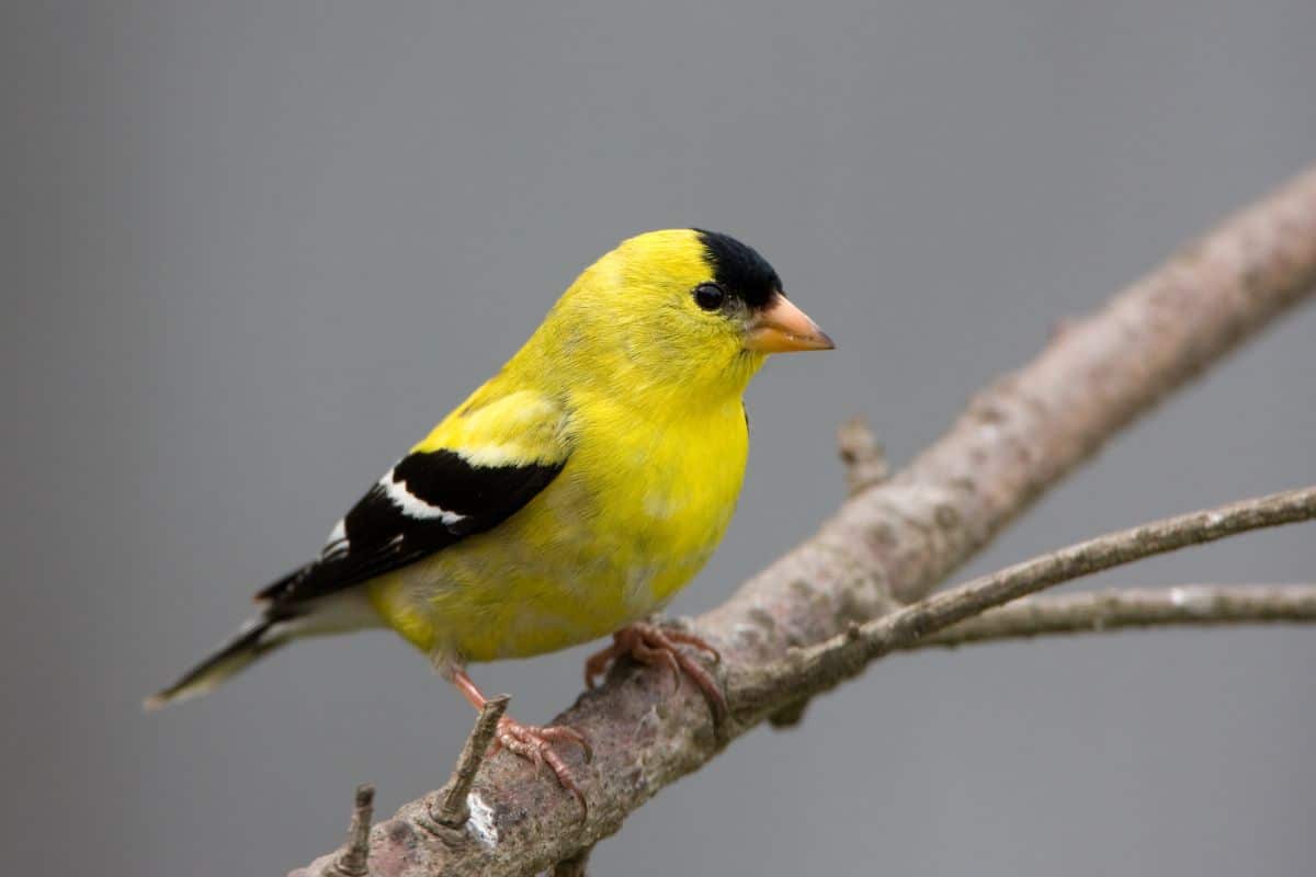 A beautiful Goldfinch perched on a branch.