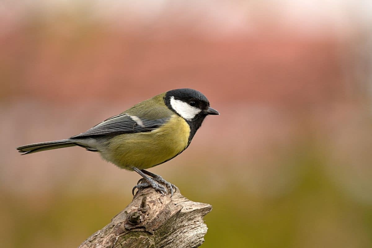 Cute Great Tit stadning on a wooden pole.