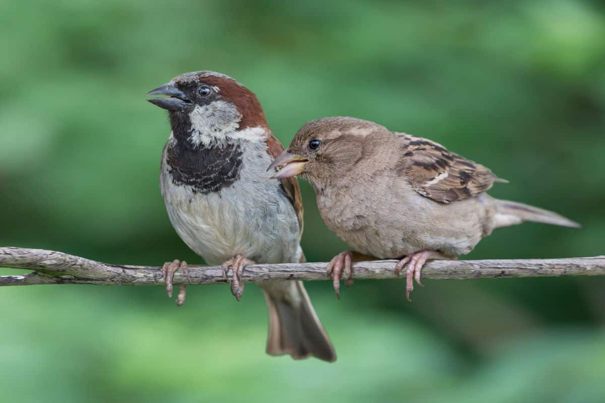 A male and a female House Sparrows perched on a branch.