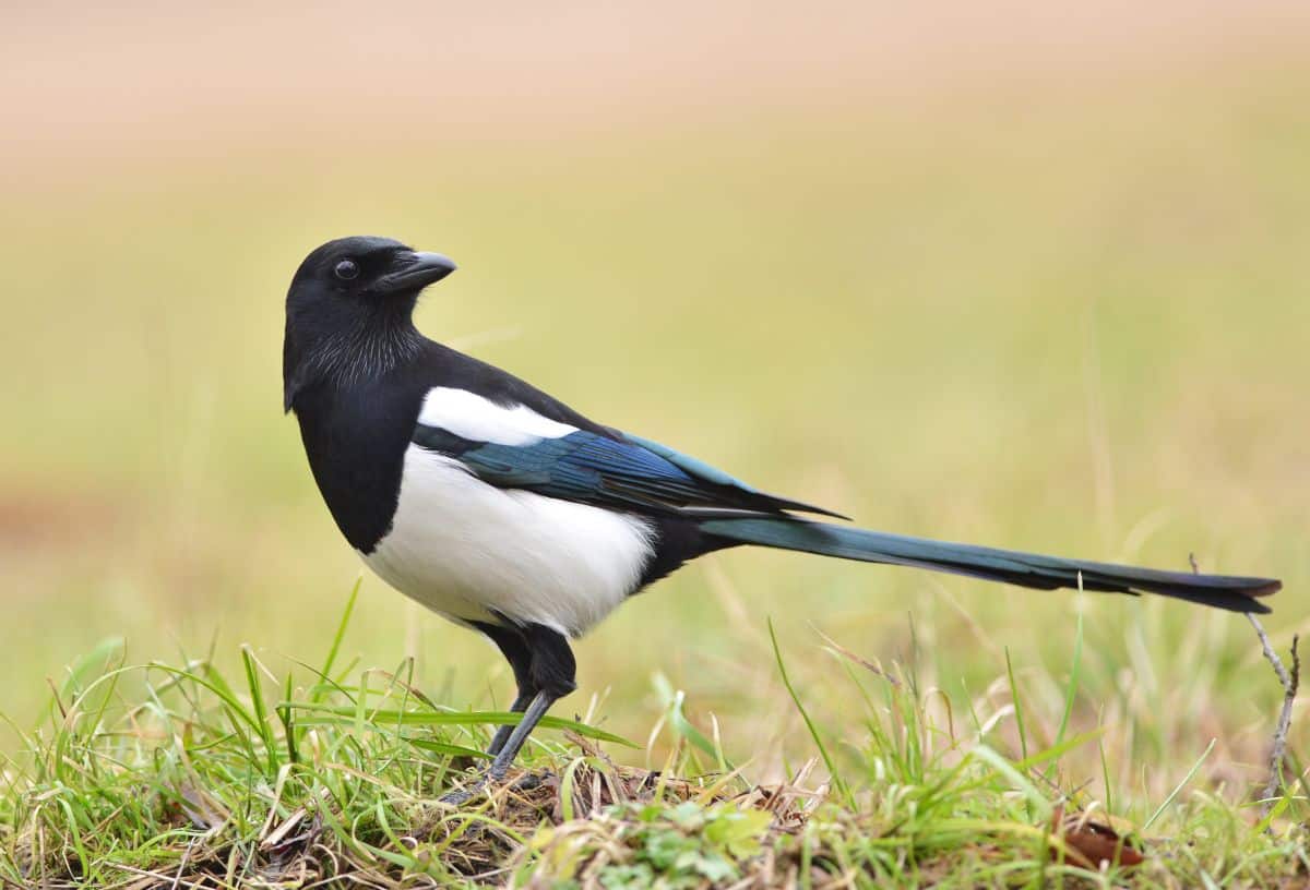 A beautiful Magpie standing on the ground.