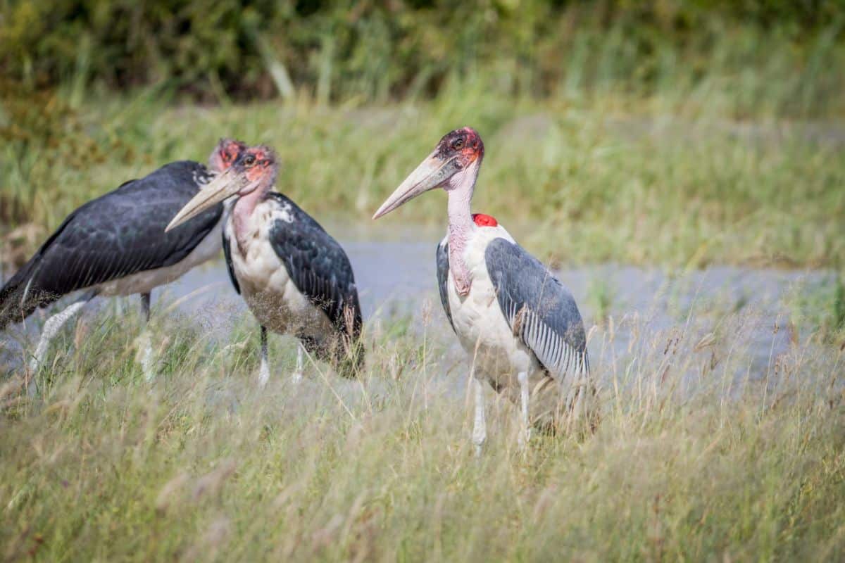 Three majestic Marabou Stork standing near the water.