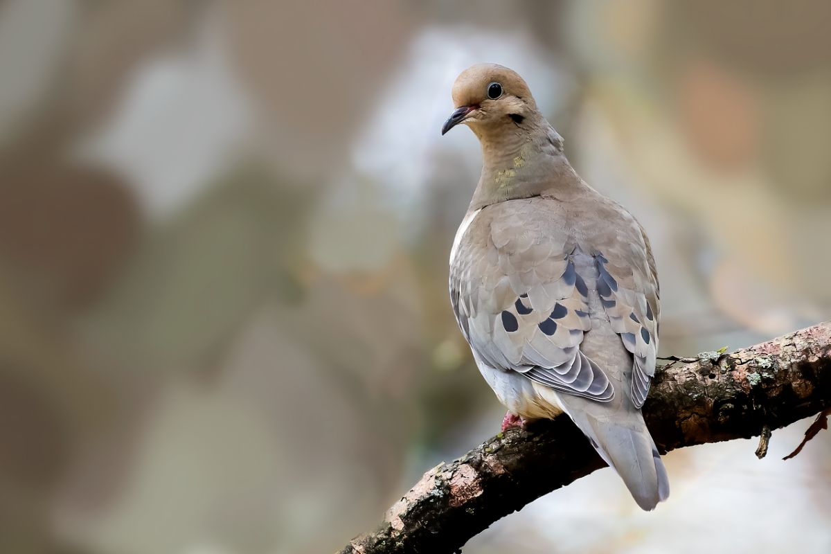 A beautiful Mourning Dove perched on a branch.