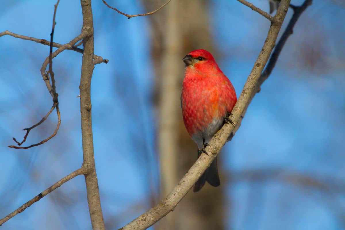 A beautiful Pine Grosbeak perched on a branch.