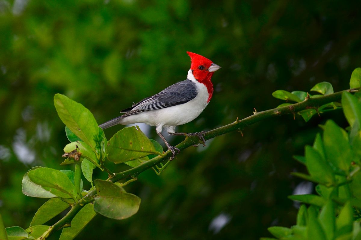A beautiful Red-Crested Cardinal perching on a branch.