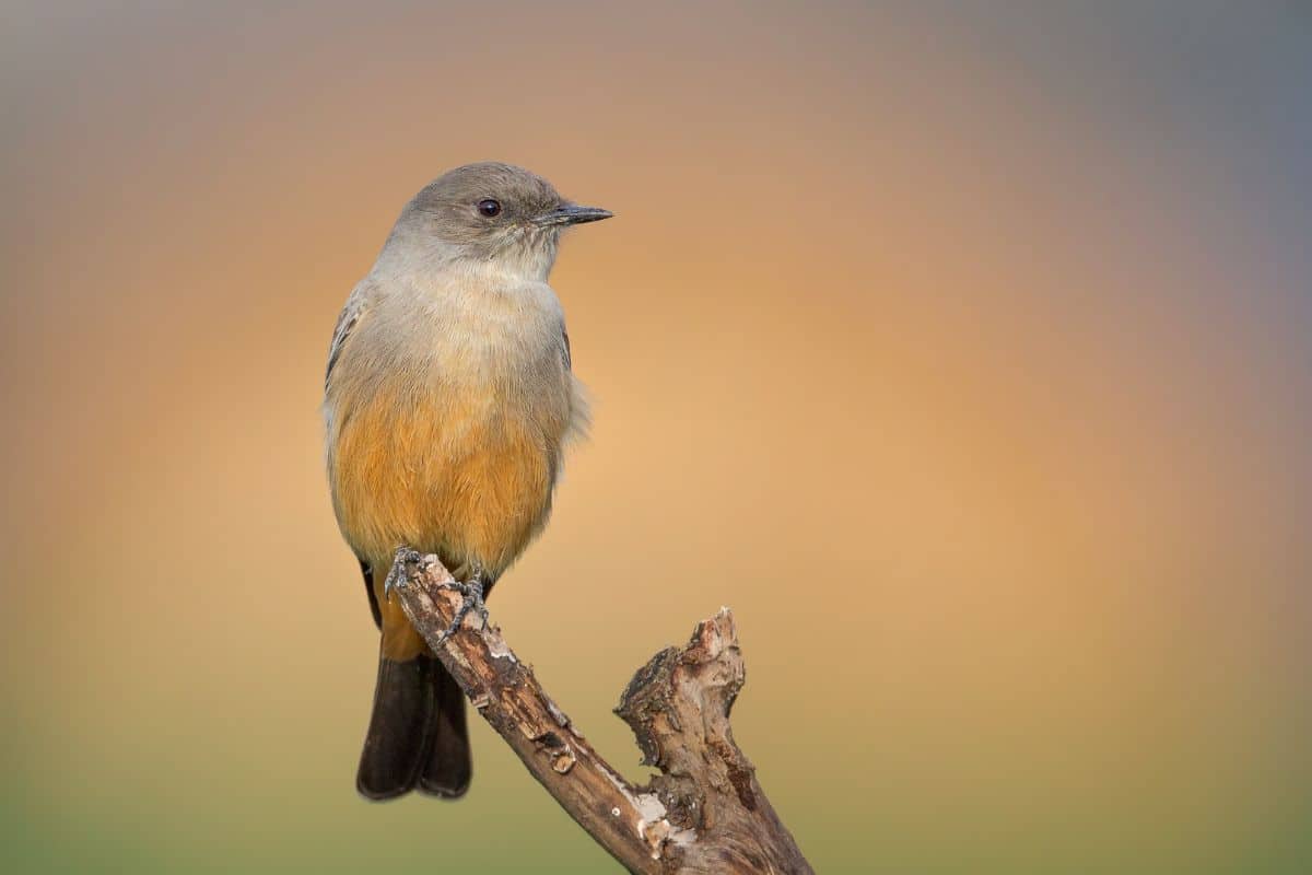 A beautiful Say's Phoebe perching on an old branch.