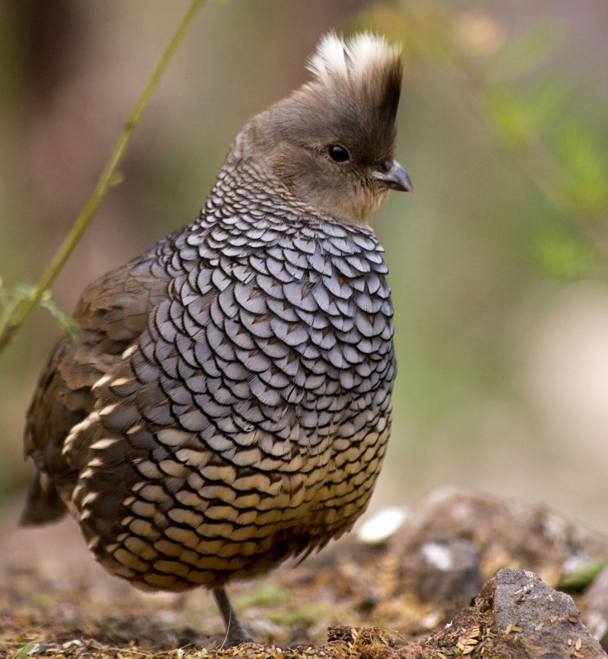 A cute Scaled Quail walking on the ground.