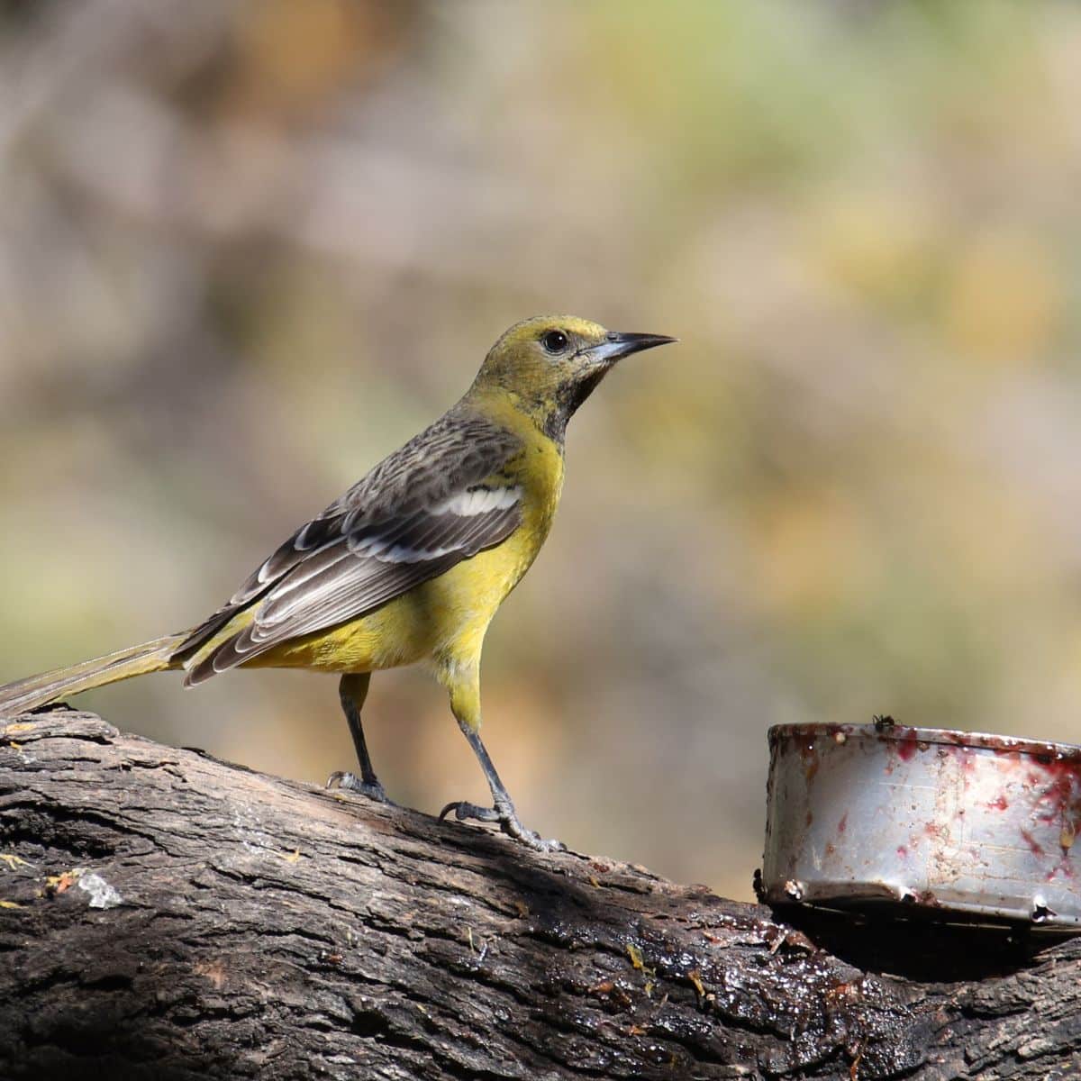 A cute Scott’s Oriole perched on a tree.