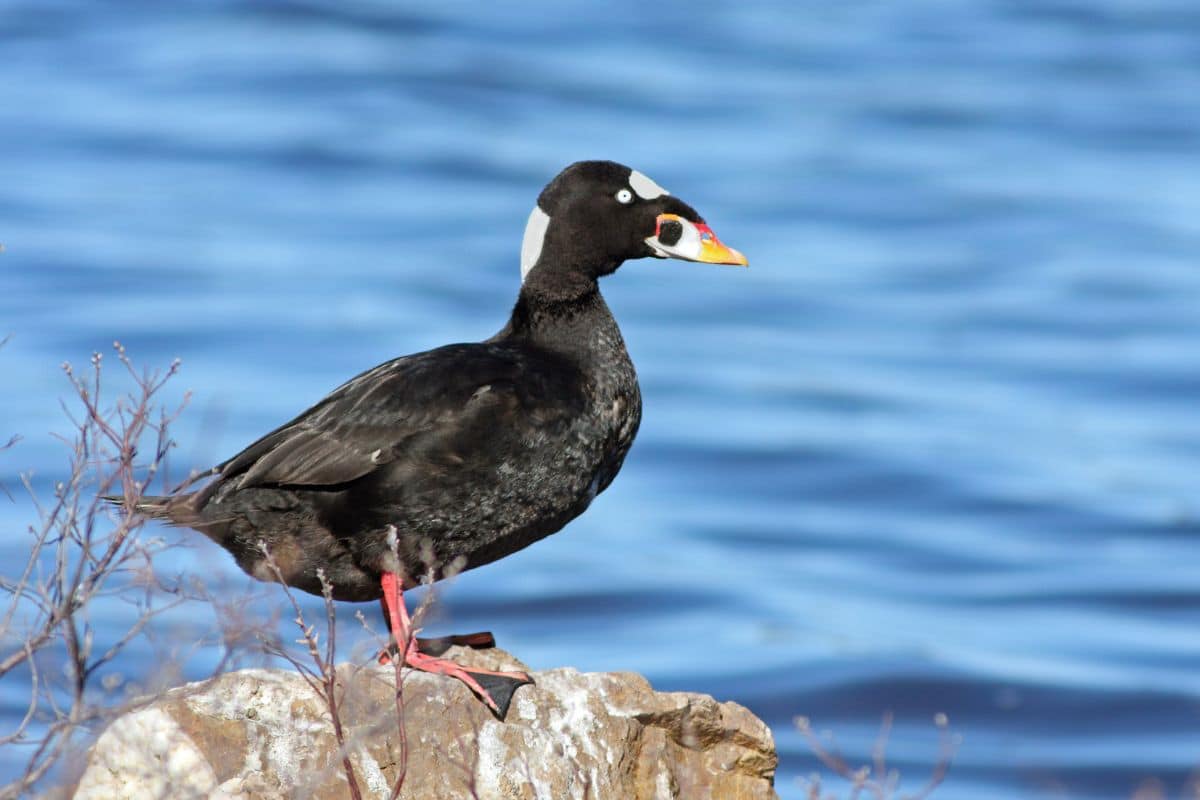 A beautiful Surf Scoter standing on a rock near water on a sunny day.
