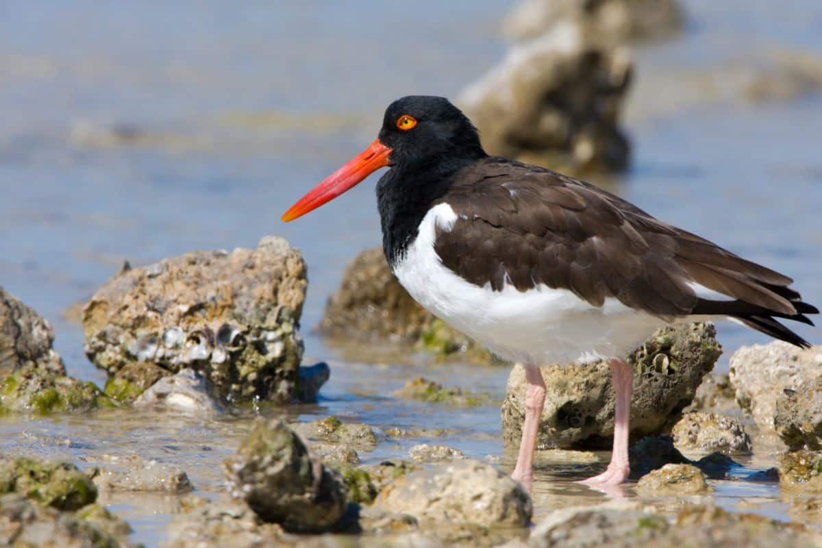 An adorable American Oystercatcher standing on a beach.