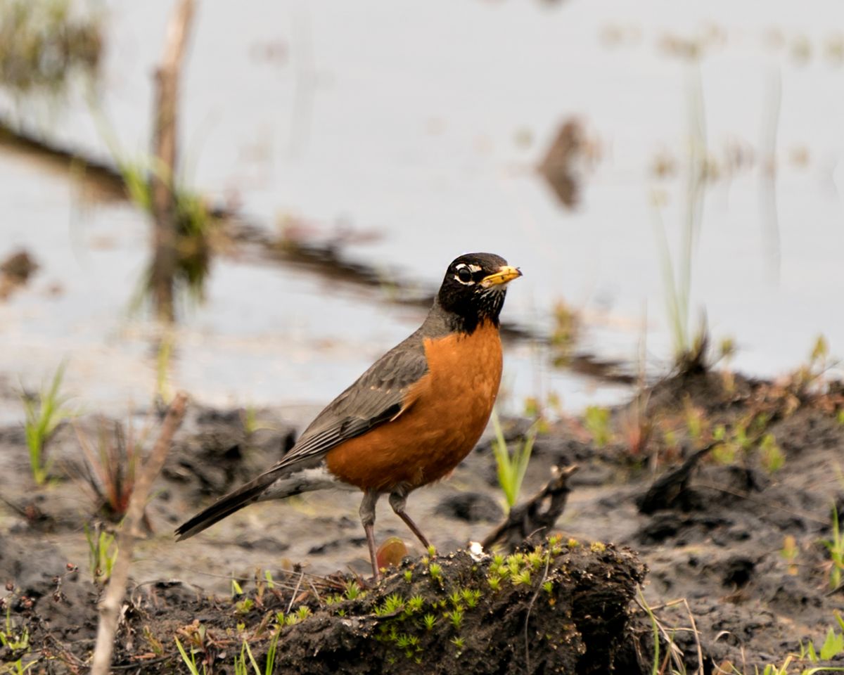 A beautiful American Robin standing on the muddy ground near a river.