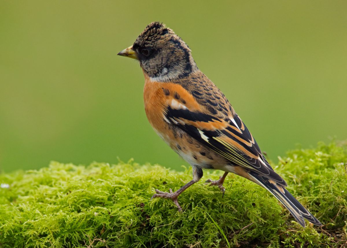 A cool-looking Brambling standing on moss.