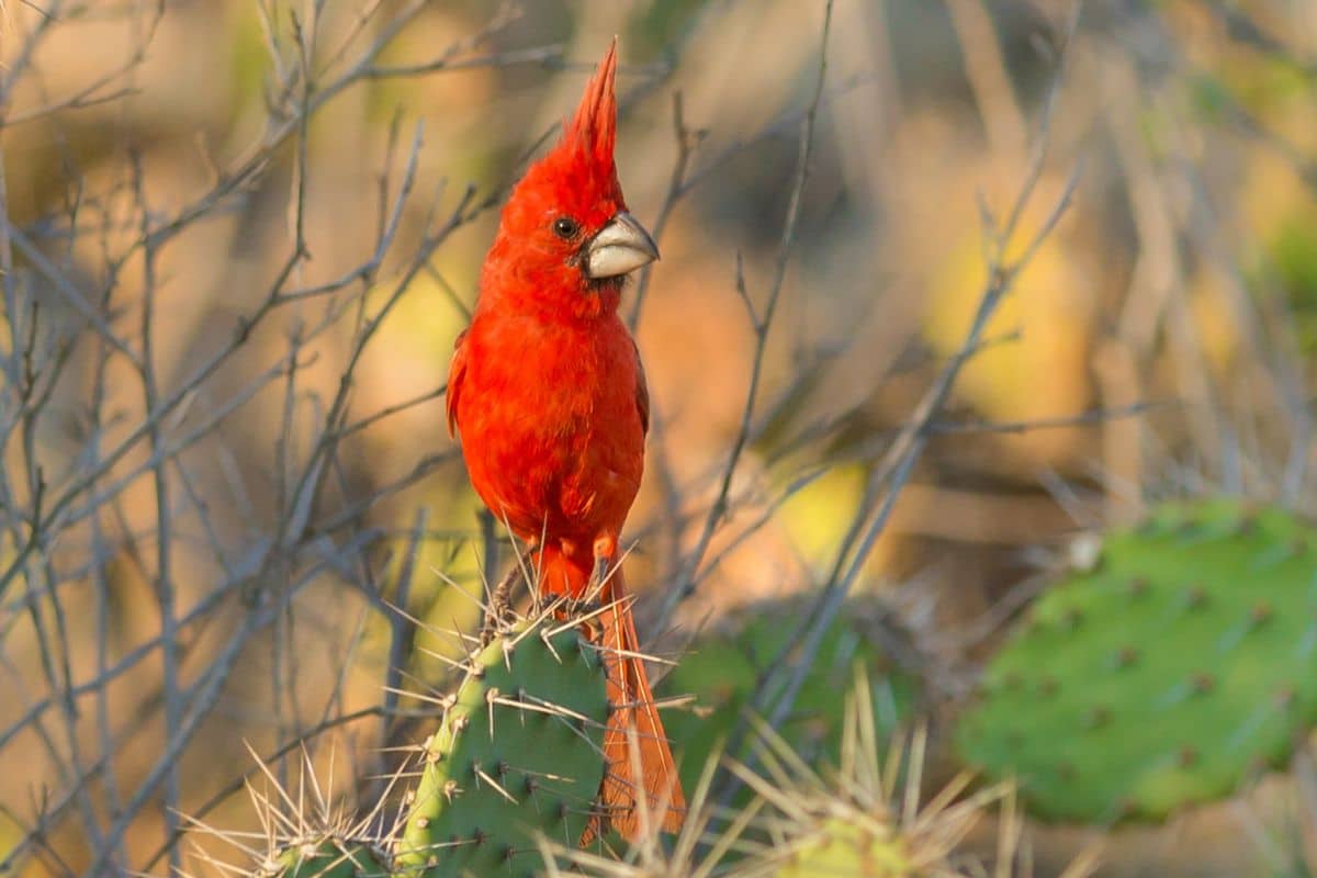 An adorable Vermilion Cardinal perched on a cactus.