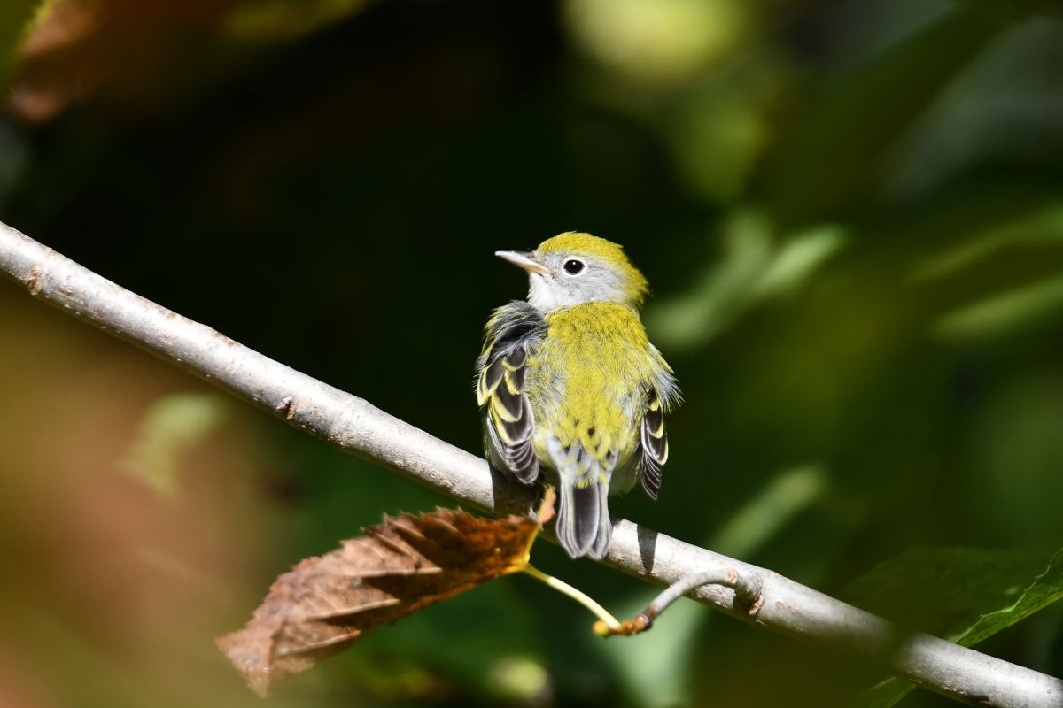 A cute Cedar Waxwing perched on a branch.