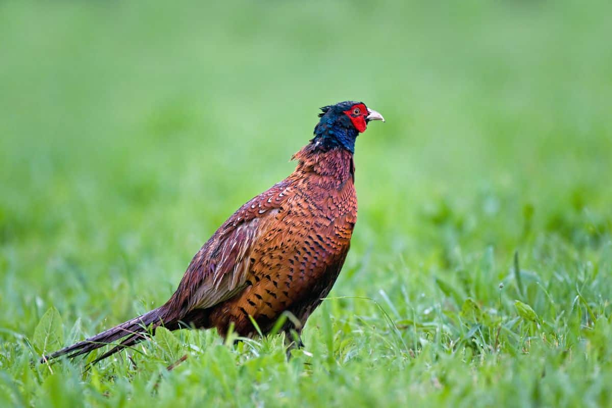 A beautiful Common Pheasant standing on a meadow.