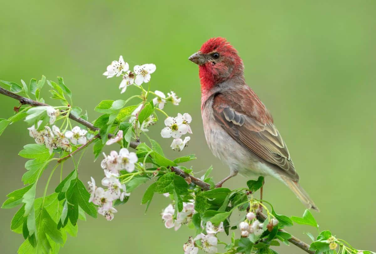 A beautiful Common Rosefinch perching on a stem.