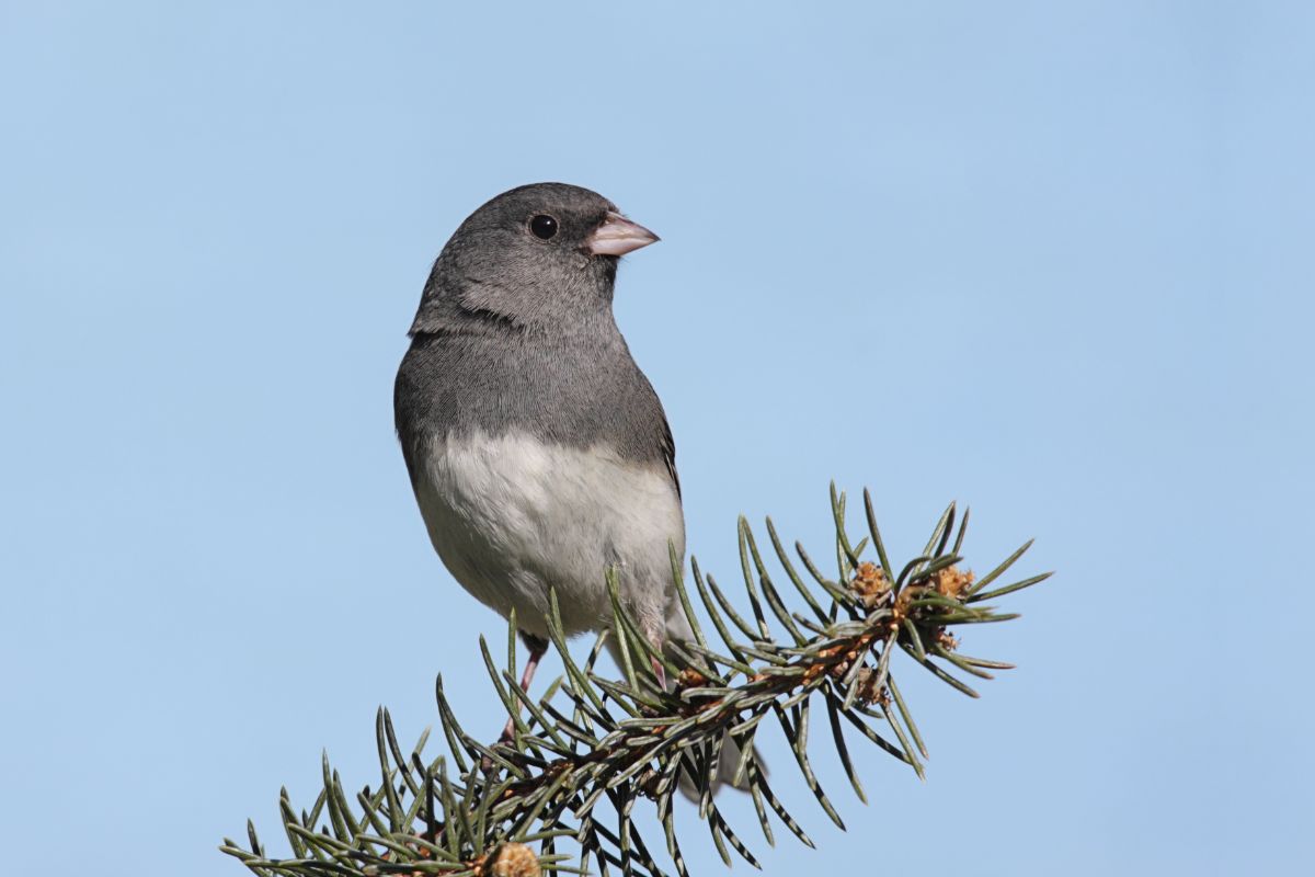 A cute Dark-eyed Junco perched on a pine branch.