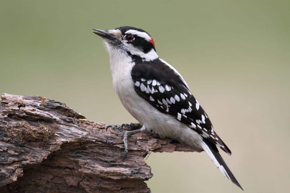 A cute Downy Woodpecker perching on a wooden pole.