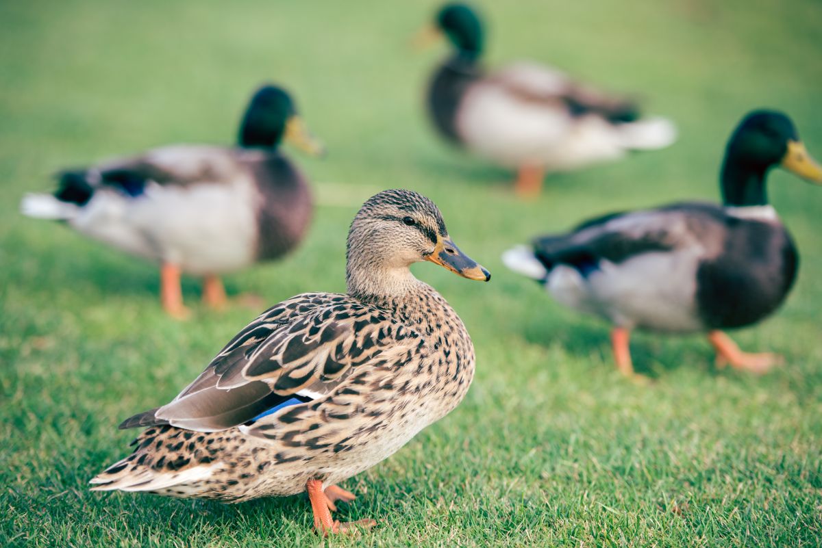 A bunch of Ducks in a meadow.