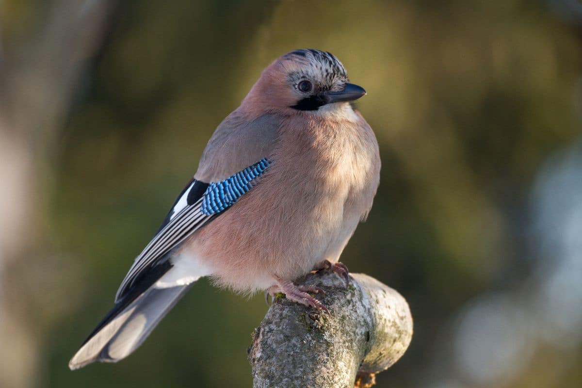 Cute Eurasian Jay standing on a tree branch.