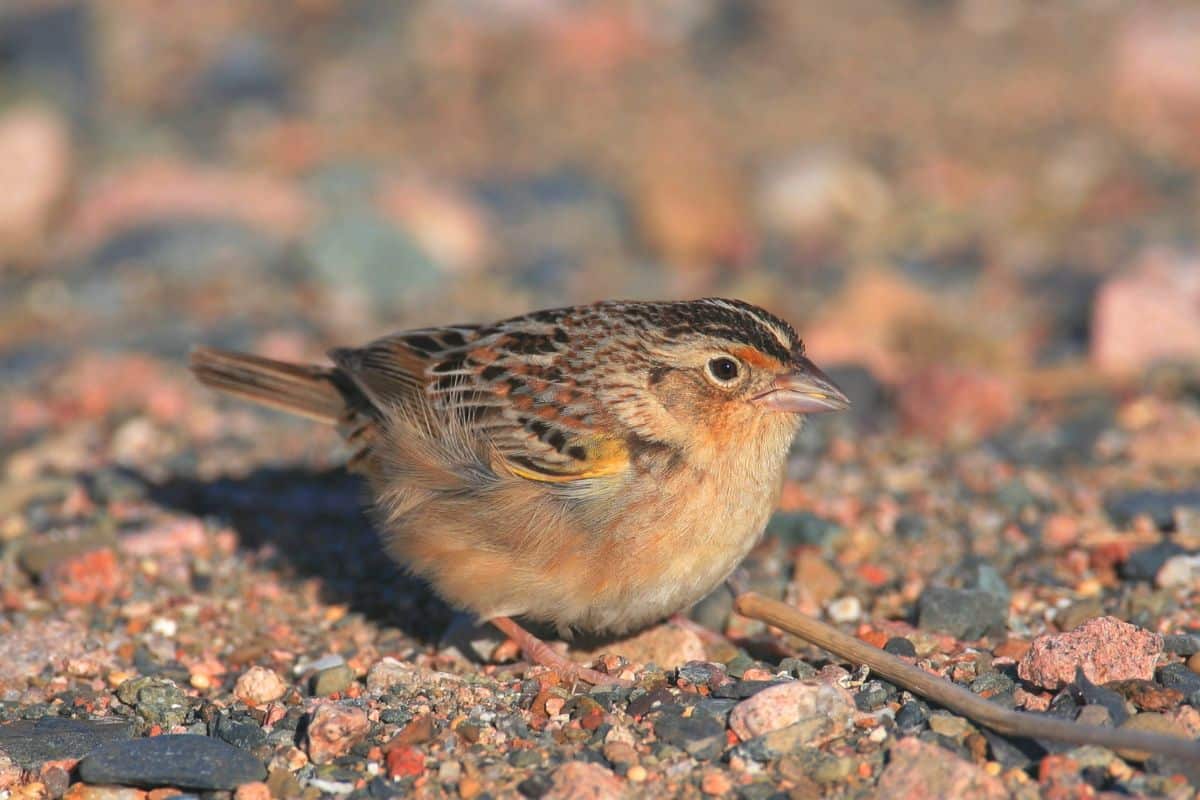 A cute Grasshopper Sparrow perched on rocky soil.