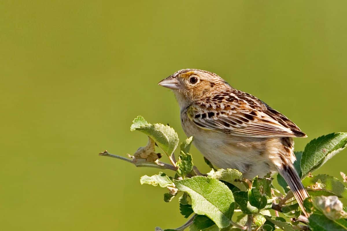 A cute Grasshopper Sparrow perched on a branch.