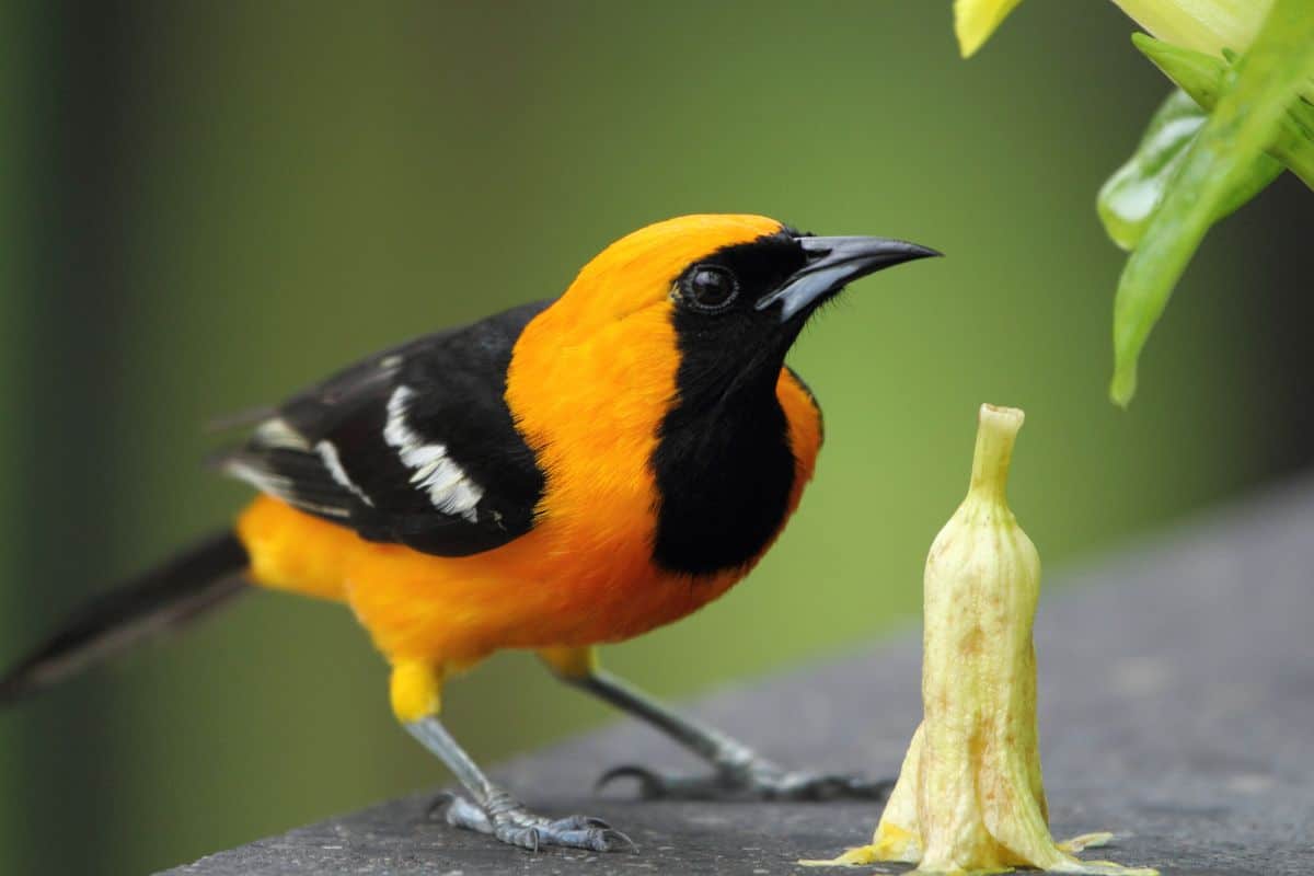 Cool-looking Hooded Oriole standing near fallen flower.