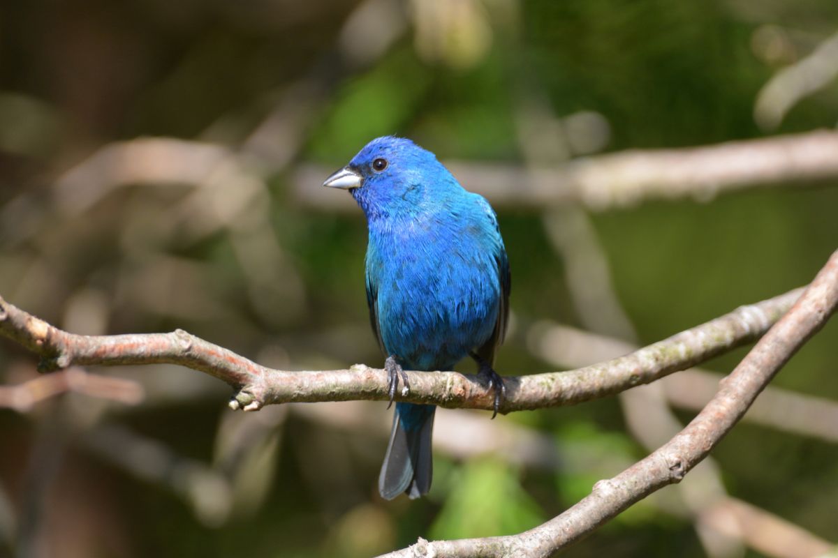 A beautiful Indigo Bunting perched on a branch.