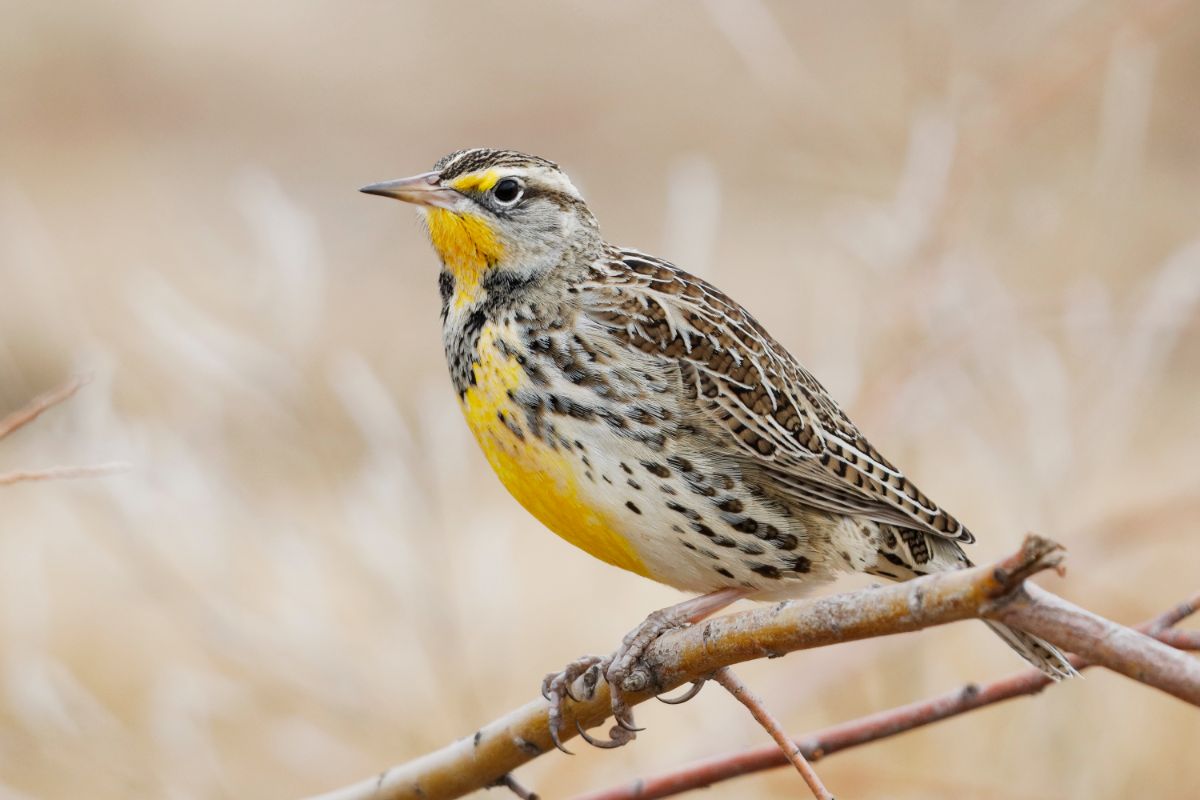 A beautiful Meadowlark perched on a branch.
