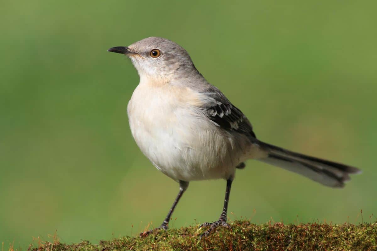 An adorable Mockingbird perched on a moos-covered branch.