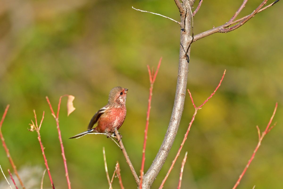 An adorable Blanford’s Rosefinch standing on a tree branch.