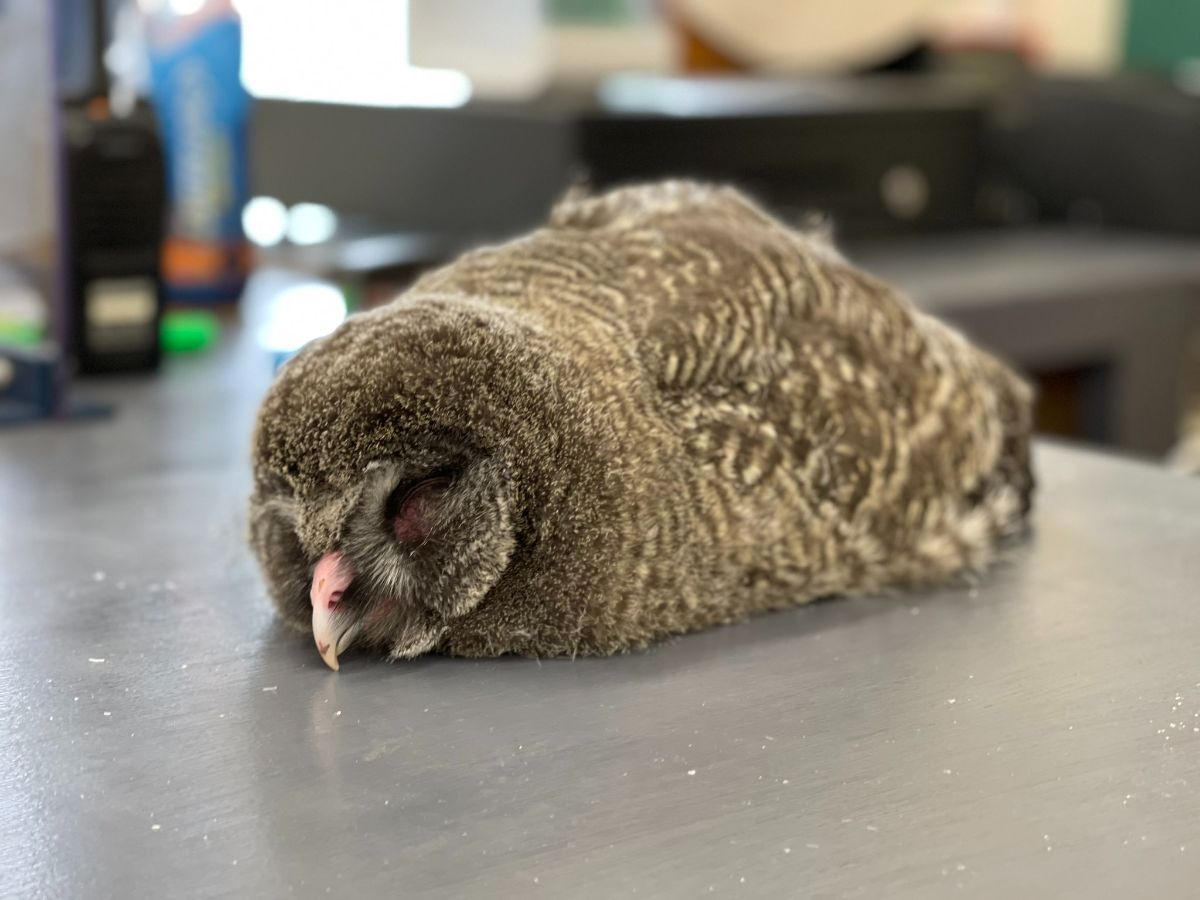 A cute brown owl sleeping on a table.