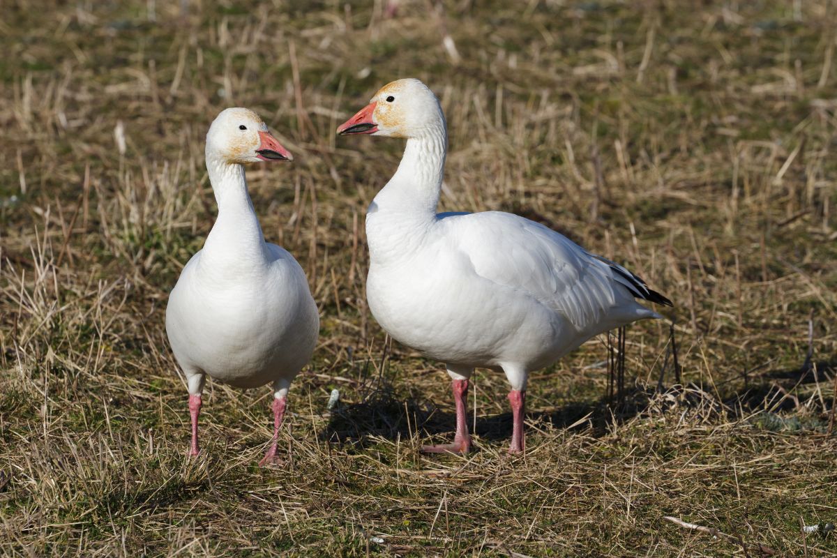 Two Snow Gooses on a meadow.