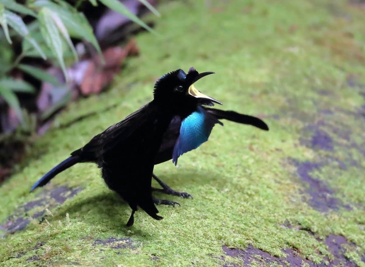 A beautiful Vogelkop Superb Bird-Of-Paradise standing on a moss-covered wooden log.