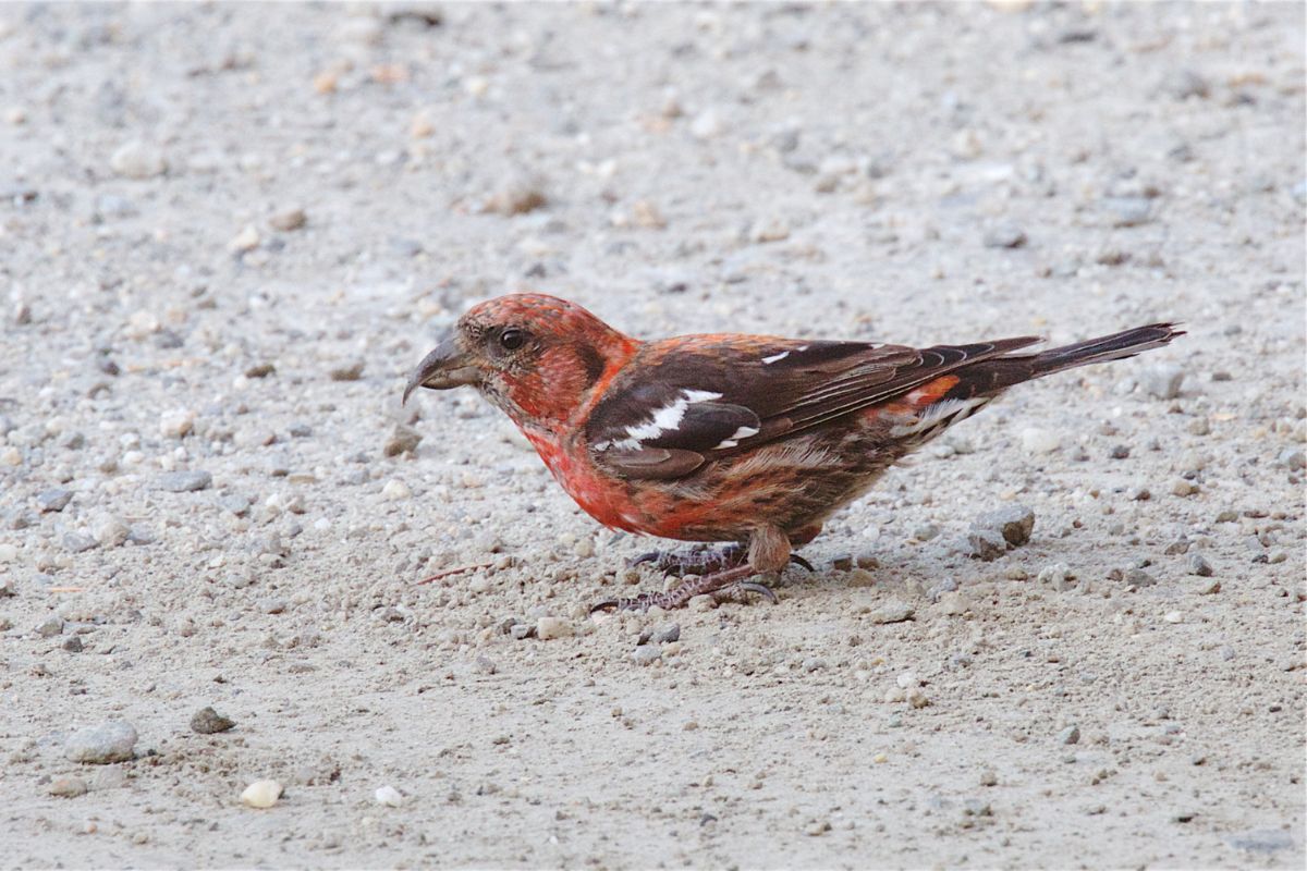 An adorable White Winged Crossbill standing on the ground.