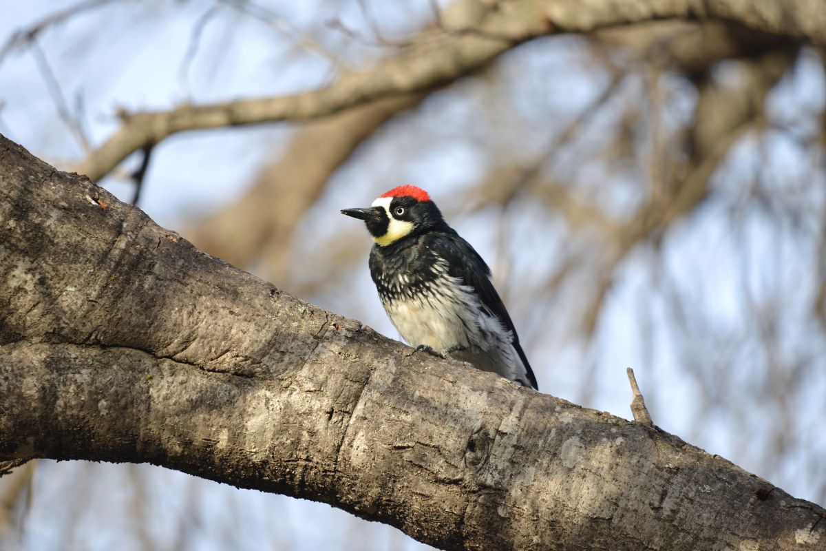 Acorn woodpecker sitting on a tree branch.