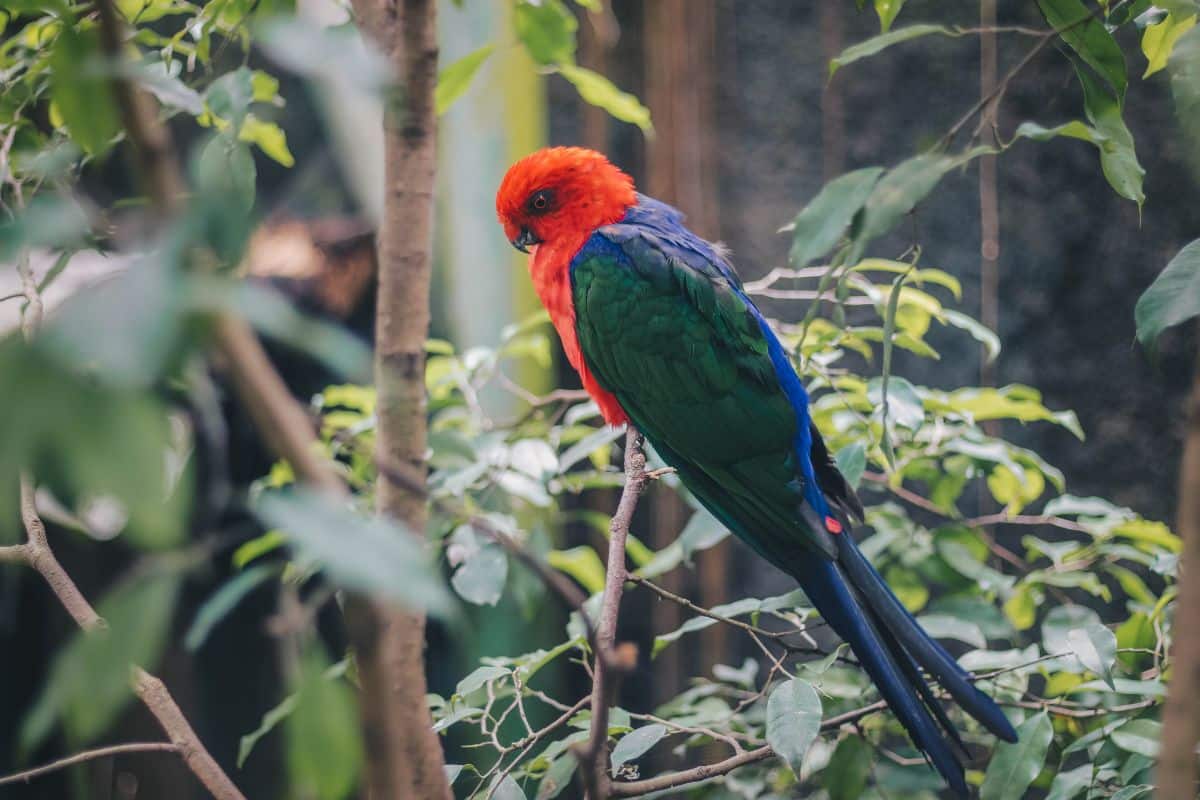 A beautiful Australian King Parrot perching on a branch.