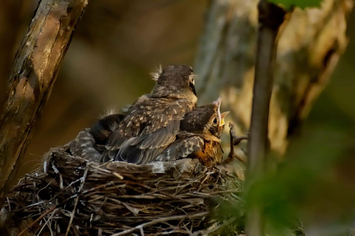 Two baby american robins in a nest.