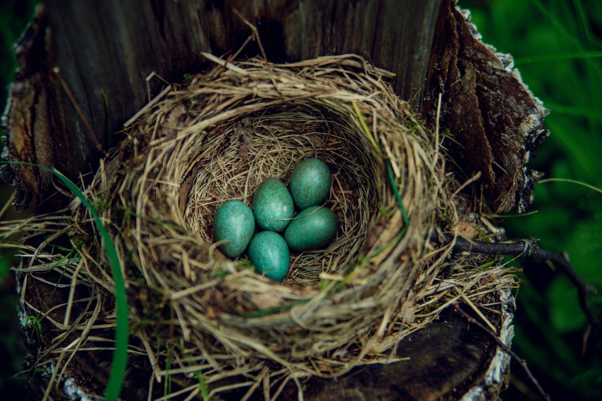 American robin's nest with five blue eggs on a tree.