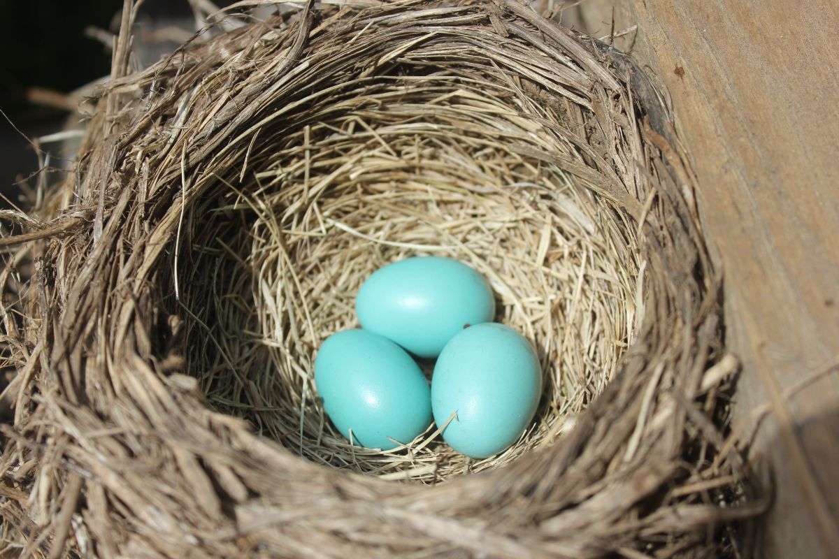 American robin's nest with three blue eggs.