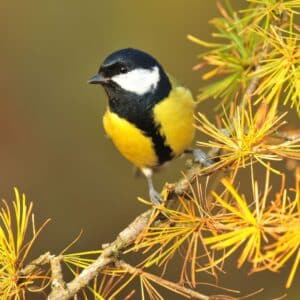 A beautiful great tit perching on a tree branch.