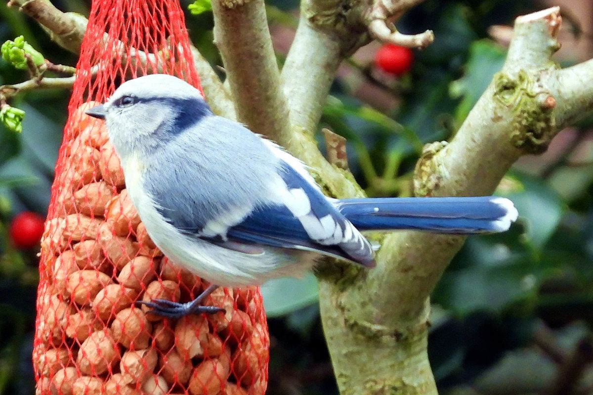 A beautiful blue tit standing on a bird feeder.